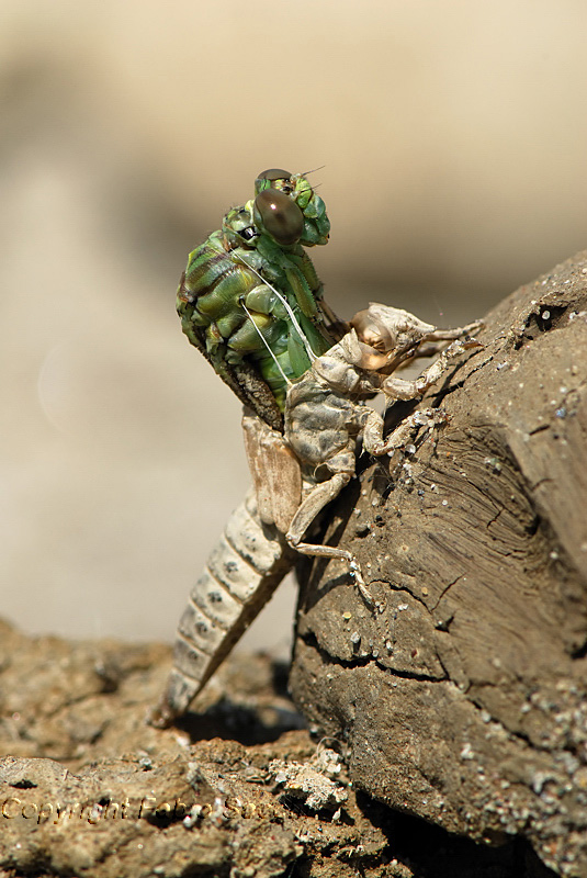 Gomphus flavipes